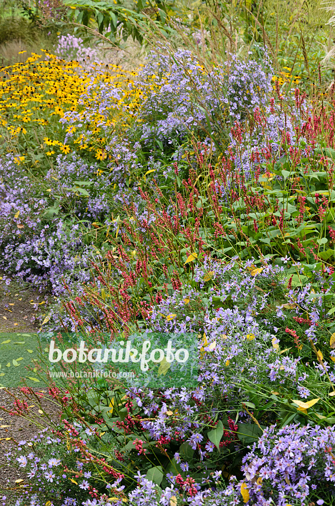 549089 - Mountain fleece (Bistorta amplexicaulis syn. Polygonum amplexicaule) and asters (Aster)