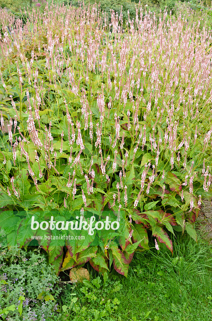 523094 - Mountain fleece (Bistorta amplexicaulis 'Rosea' syn. Polygonum amplexicaule 'Rosea')