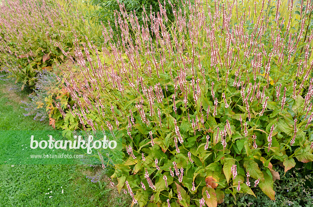 523097 - Mountain fleece (Bistorta amplexicaulis 'Rosea' syn. Polygonum amplexicaule 'Rosea')