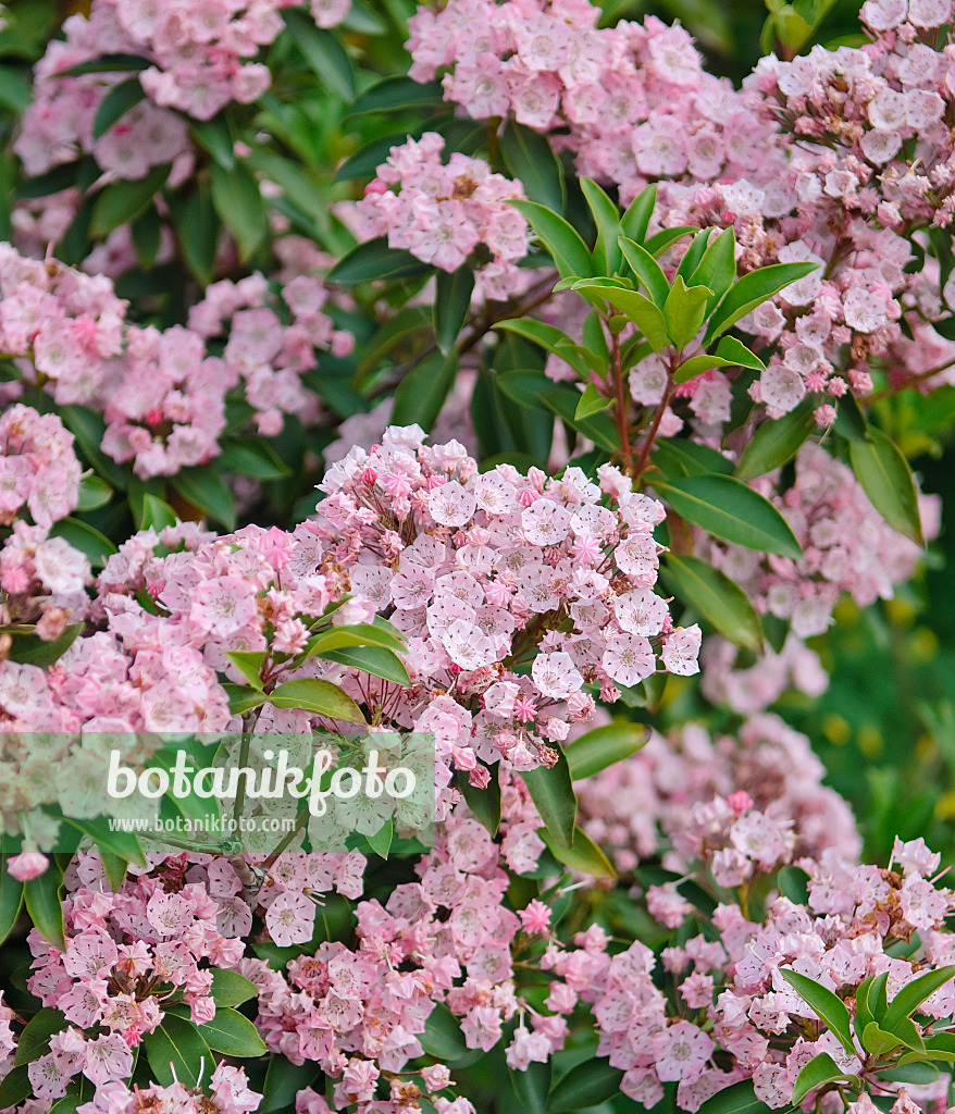 502231 - Mountain laurel (Kalmia latifolia 'Cheerful')