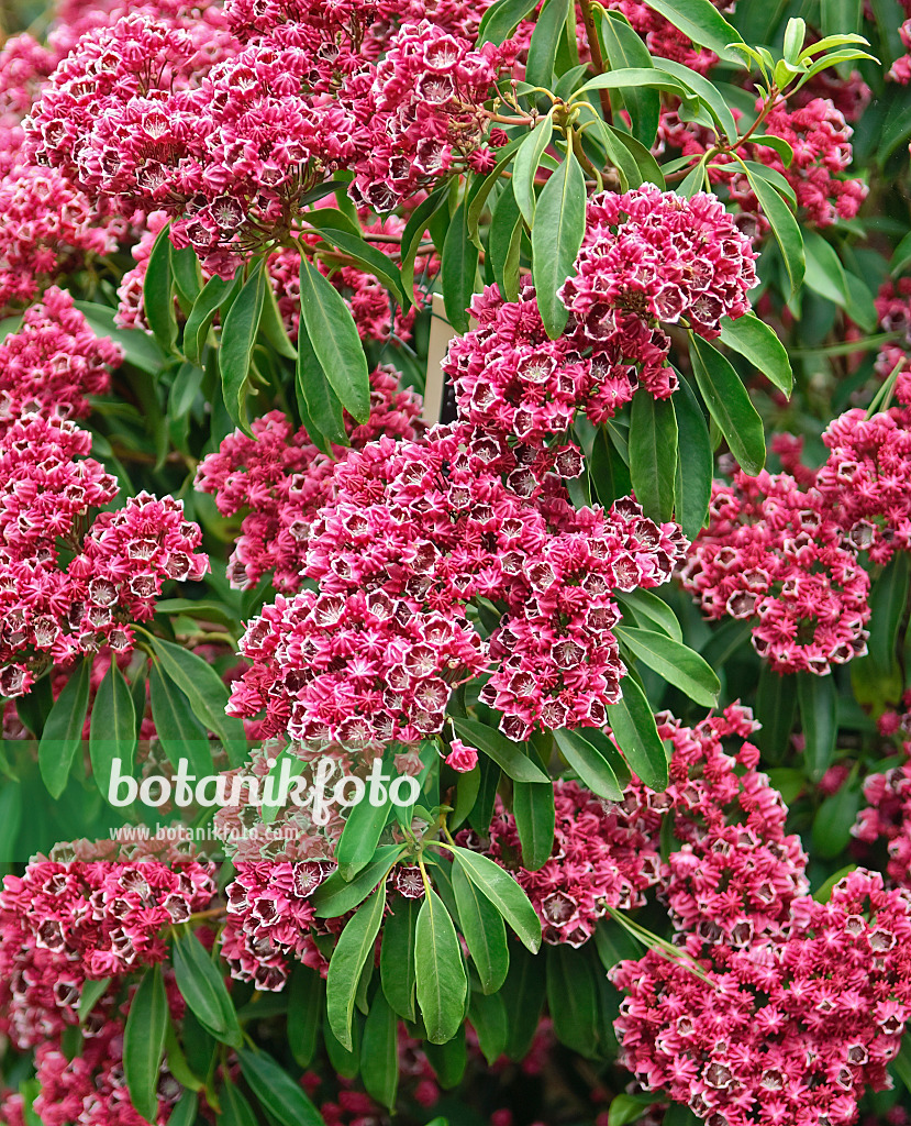 502232 - Mountain laurel (Kalmia latifolia 'Kaleidoscope')