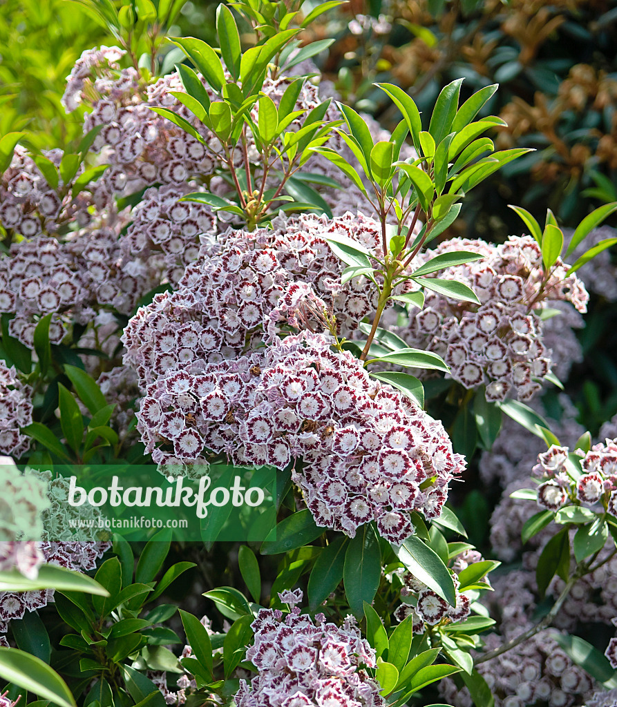 502235 - Mountain laurel (Kalmia latifolia 'Nani')