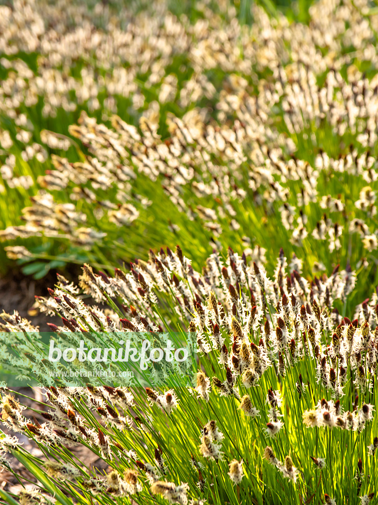 424131 - Mountain sedge (Carex montana)