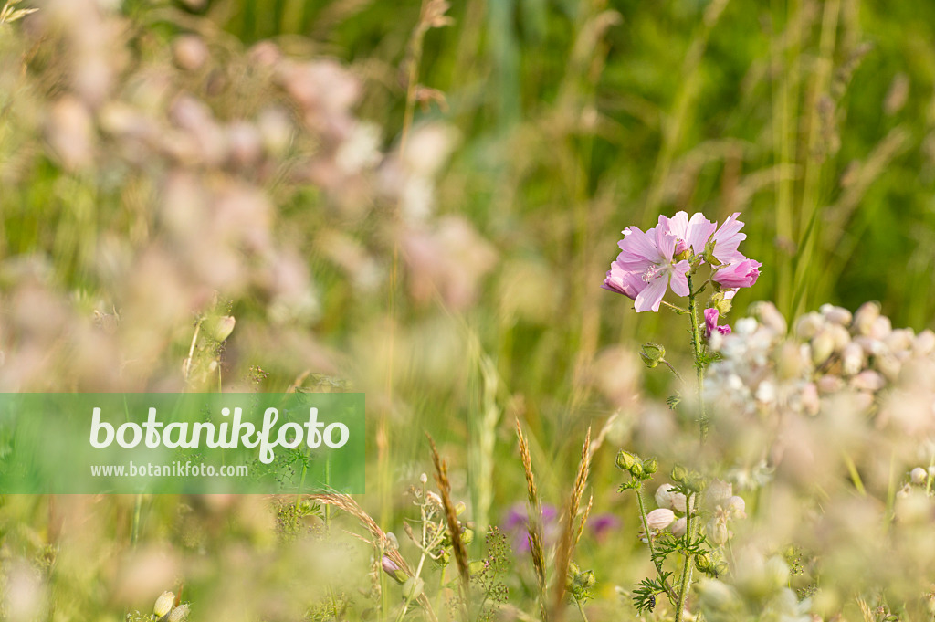 509088 - Musk mallow (Malva moschata)