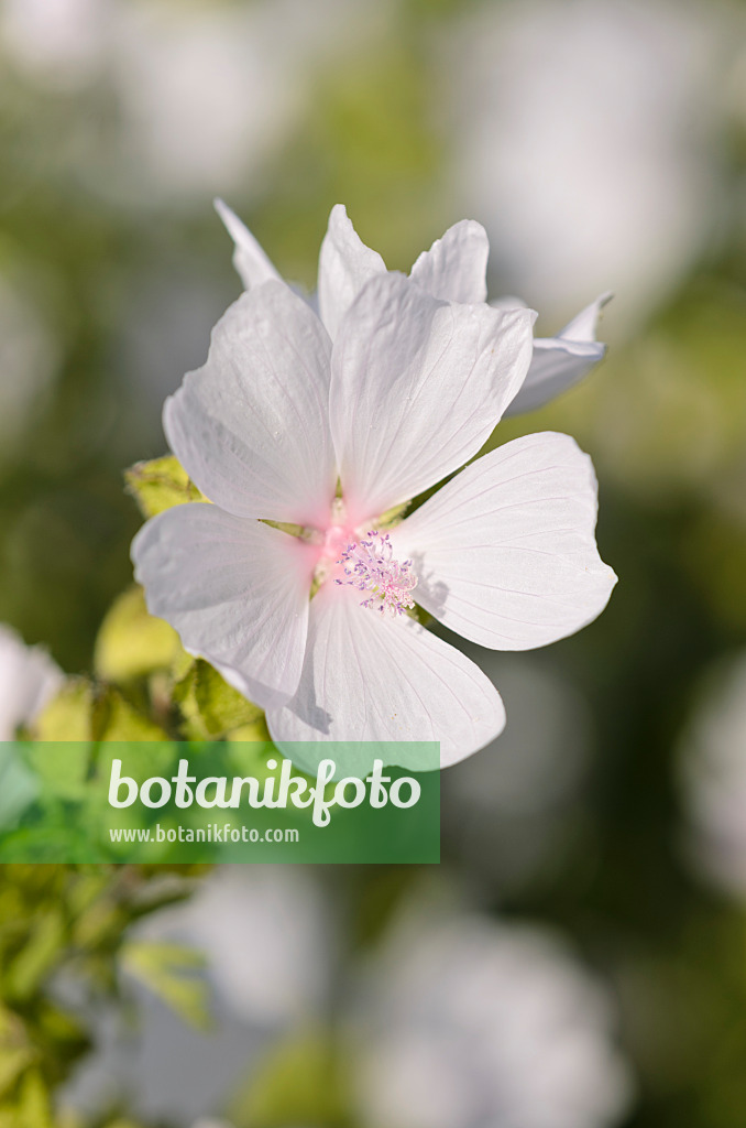 570058 - Musk mallow (Malva moschata 'Appleblossom')