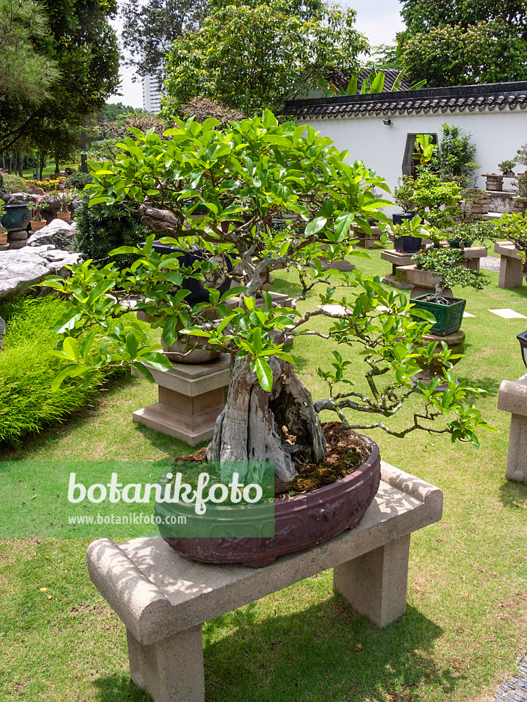 411219 - Musk maple (Premna microphylla), Bonsai Garden, Singapore