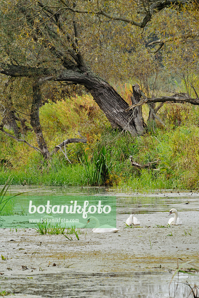 524215 - Mute swans (Cygnus olor) in a water ditch, Lower Oder Valley National Park, Germany