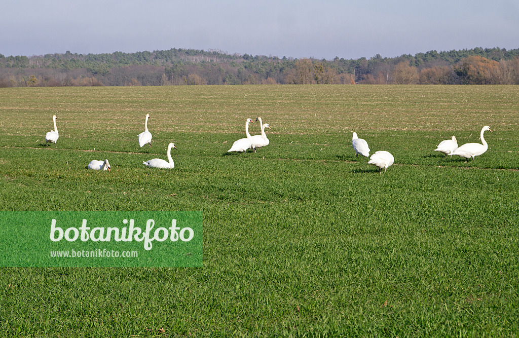 608012 - Mute swans (Cygnus olor) on a field, Brandenburg, Germany