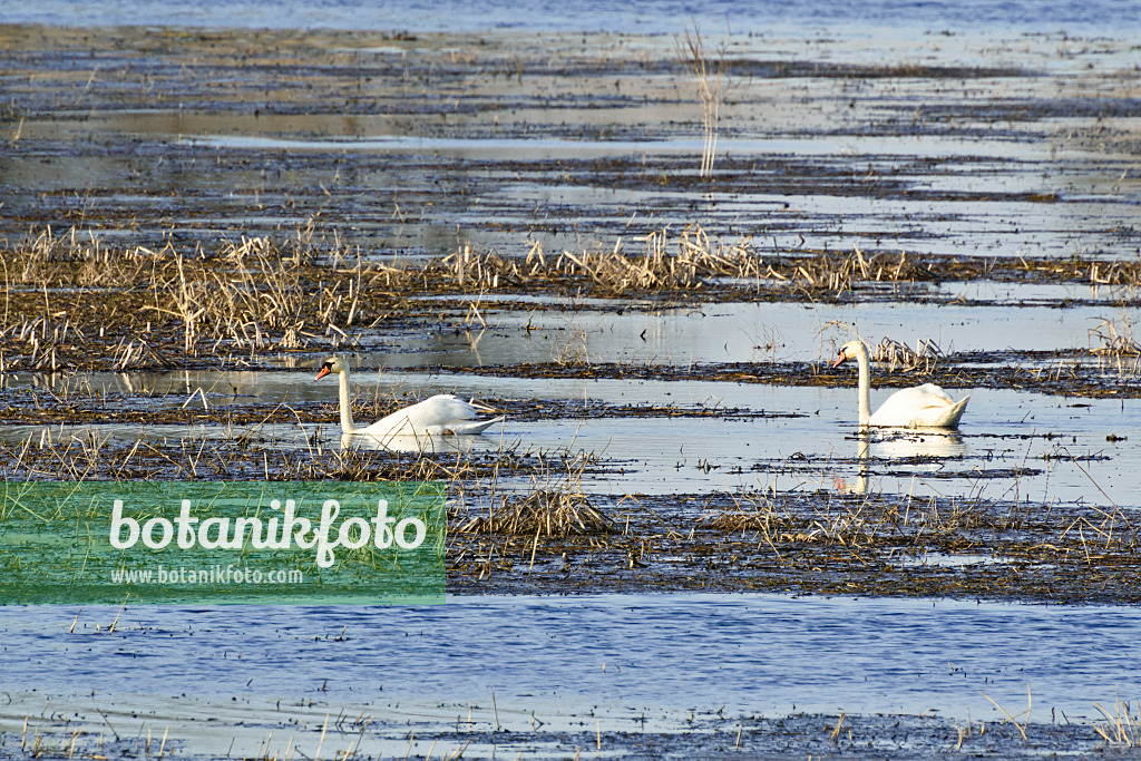 555005 - Mute swans (Cygnus olor) on a flooded meadow