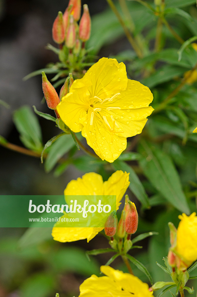 521456 - Narrow-leaved sundrops (Oenothera fruticosa 'Youngii' syn. Oenothera tetragona 'Youngii')