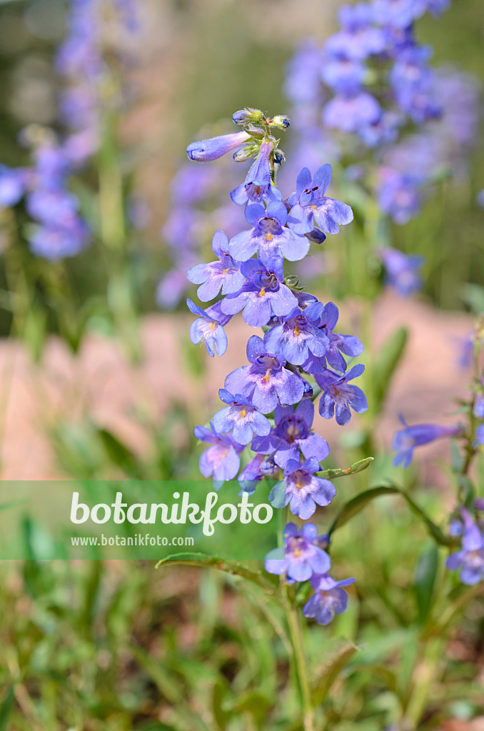 508255 - Narrowleaf beard tongue (Penstemon angustifolius)