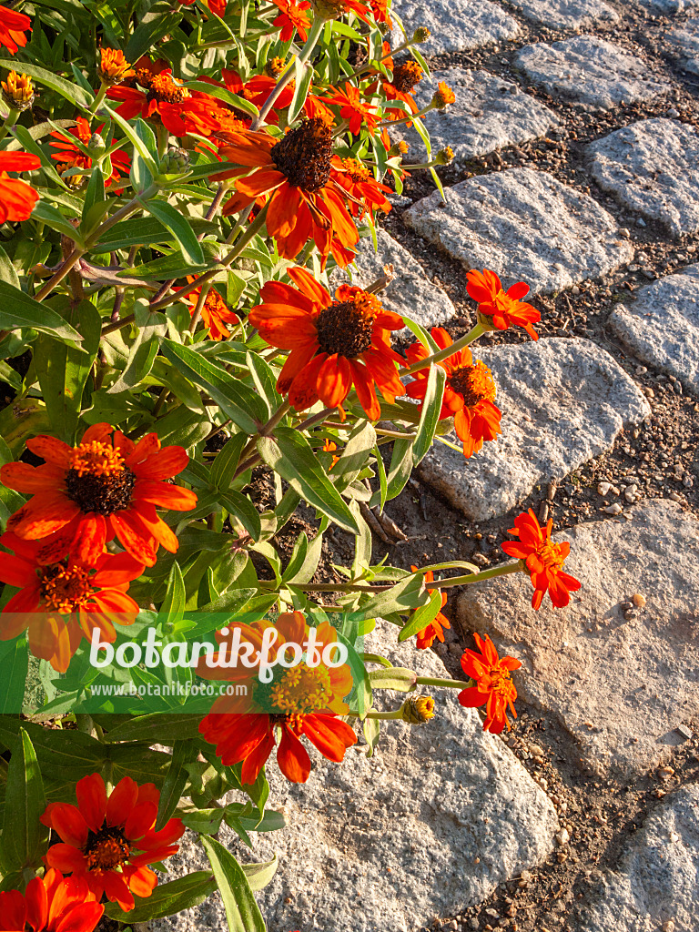 404064 - Narrowleaf zinnia (Zinnia angustifolia 'Amulette Orange')