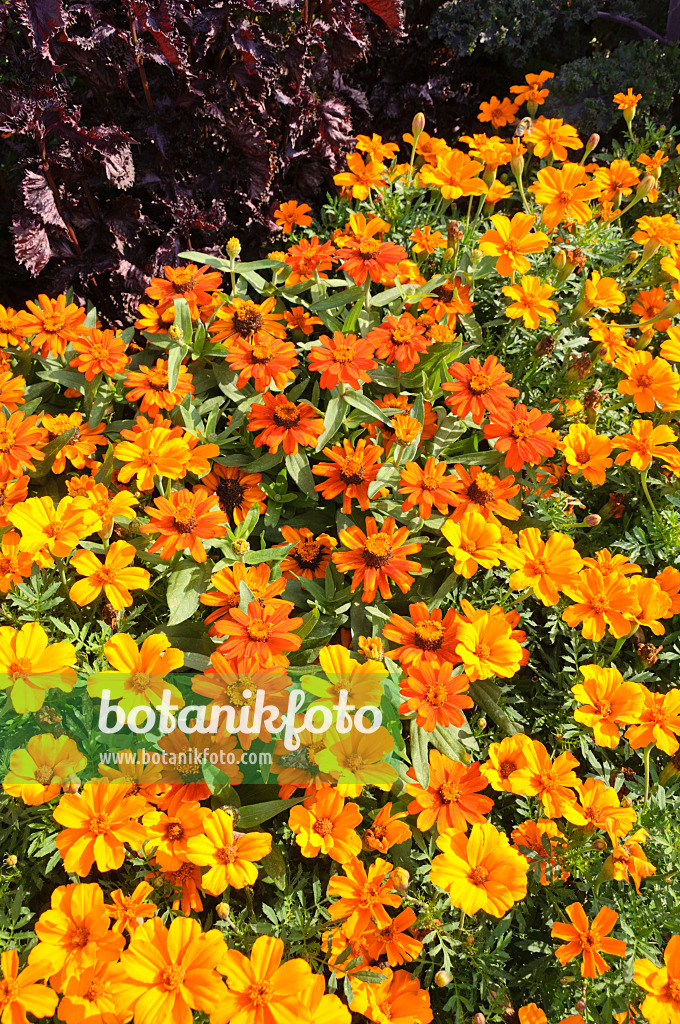 487065 - Narrowleaf zinnia (Zinnia angustifolia 'Profusion Orange') and marigolds (Tagetes)