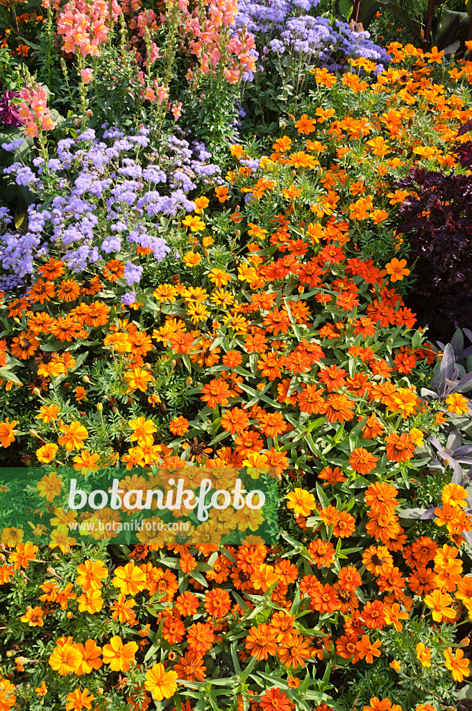 487066 - Narrowleaf zinnia (Zinnia angustifolia 'Profusion Orange'), marigolds (Tagetes), floss flowers (Ageratum) and snapdragons (Antirrhinum)