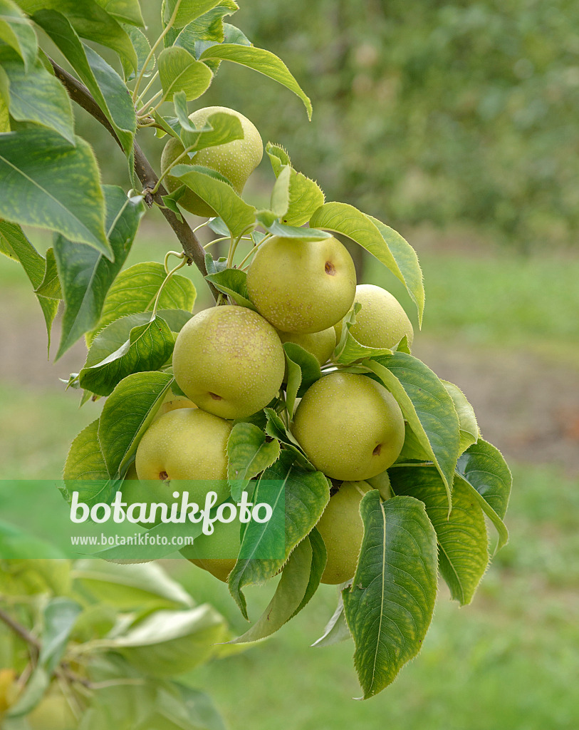 547262 - Nashi pear (Pyrus pyrifolia 'An Ben Pear')