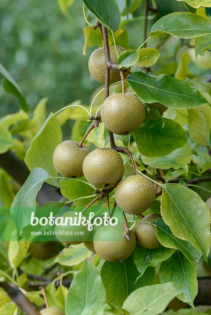 575300 - Nashi pear (Pyrus pyrifolia 'Syn Wy Tu')