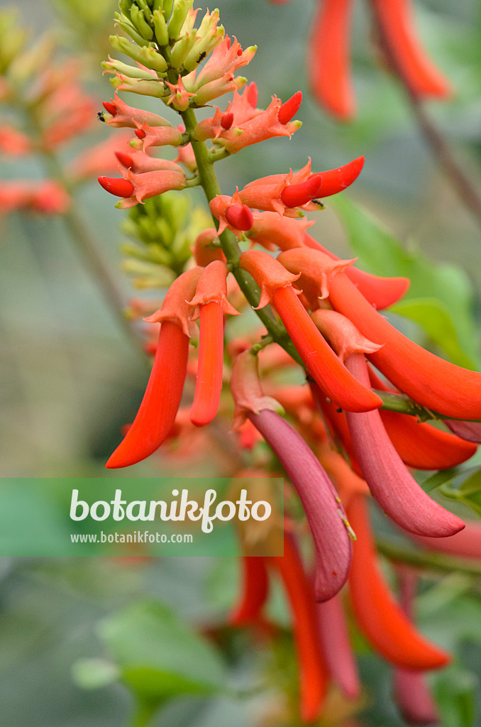 547399 - Natal coral tree (Erythrina humeana)