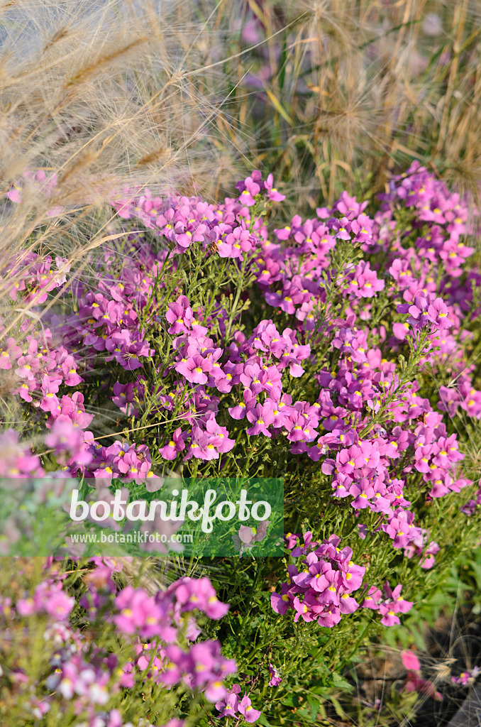 549015 - Nemesia Karoo Pink Improved