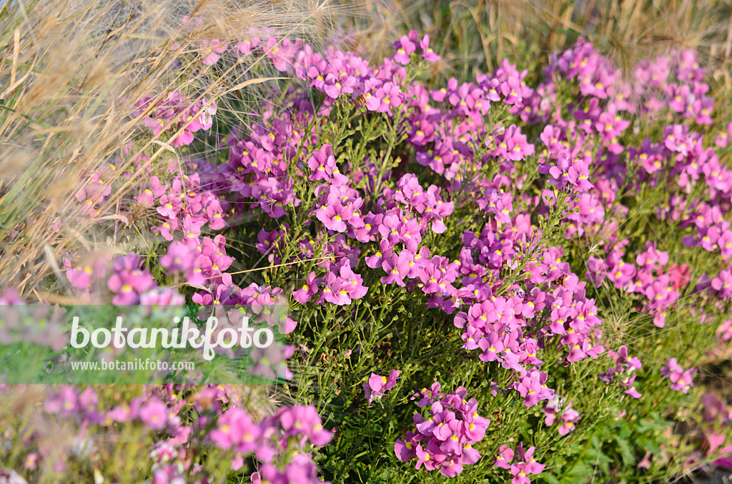 549016 - Nemesia Karoo Pink Improved