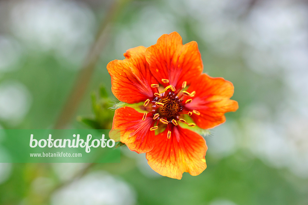 474191 - Nepal cinquefoil (Potentilla nepalensis 'Flammenspiel')