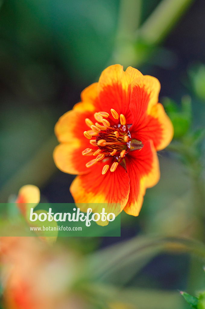 486221 - Nepal cinquefoil (Potentilla nepalensis 'Flammenspiel')