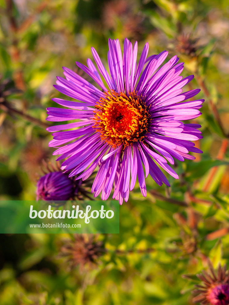 429063 - New England aster (Aster novae-angliae)