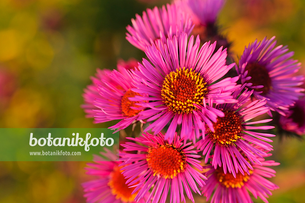 489151 - New England aster (Aster novae-angliae 'Rubinschatz')