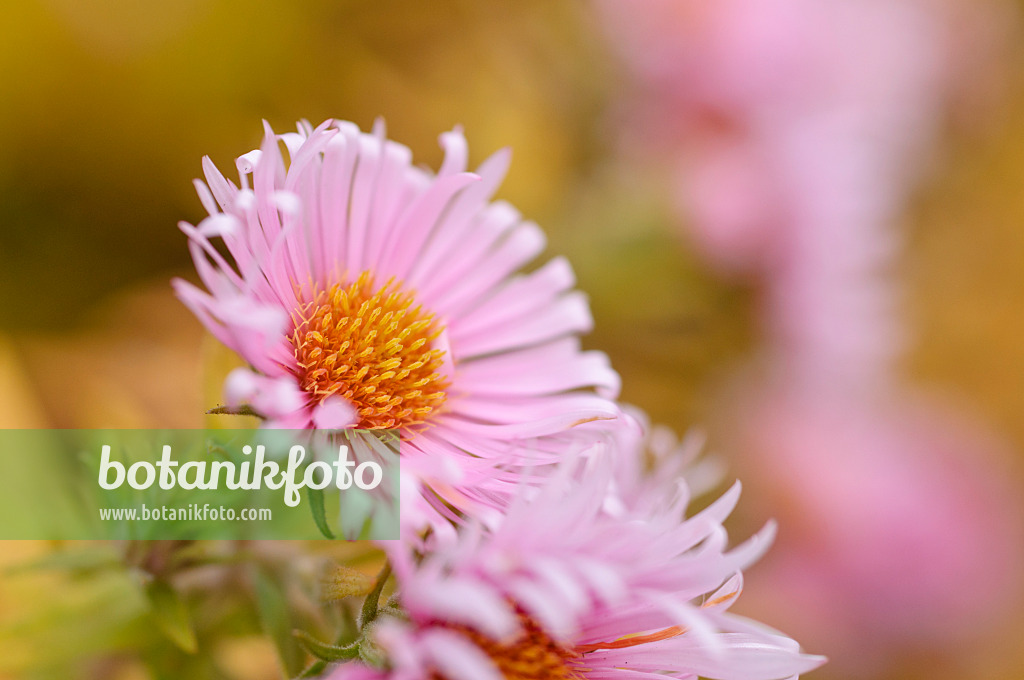 489136 - New England aster (Aster novae-angliae 'Rosa Sieger')