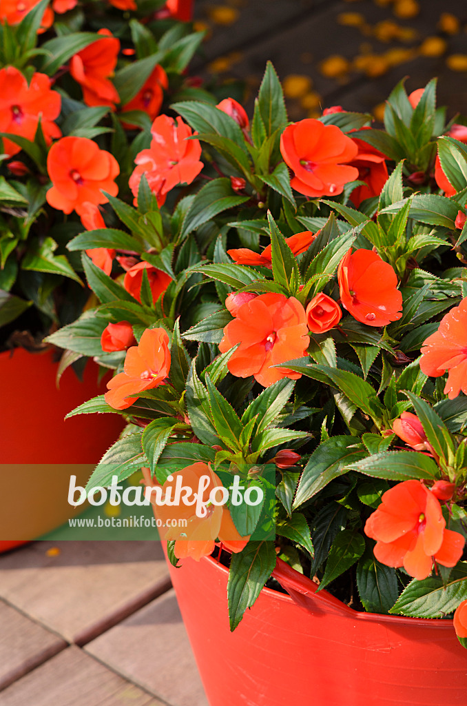 534423 - New Guinea impatiens (Impatiens)