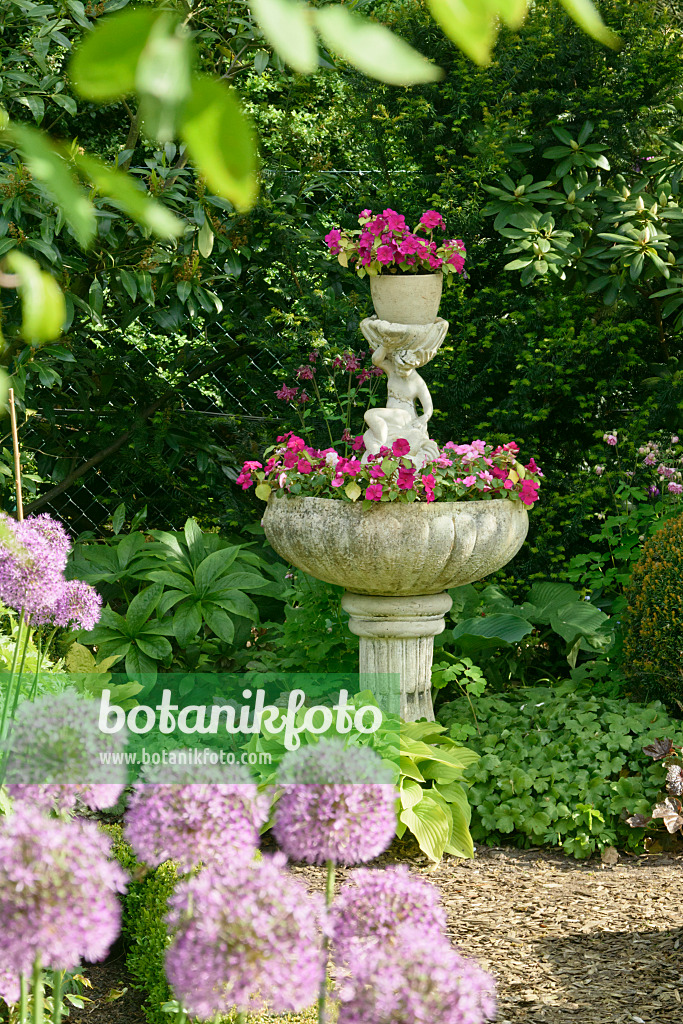 556062 - New Guinea impatiens (Impatiens) in a fountain