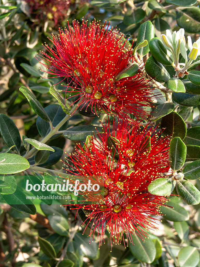 438239 - New Zealand Christmas tree (Metrosideros excelsa)