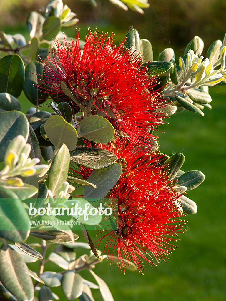 438248 - New Zealand Christmas tree (Metrosideros excelsa)