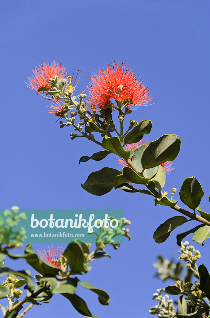 564024 - New Zealand Christmas tree (Metrosideros excelsa)