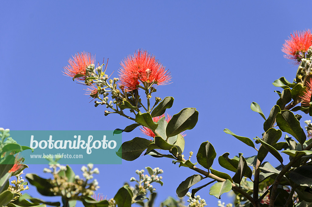 564025 - New Zealand Christmas tree (Metrosideros excelsa)