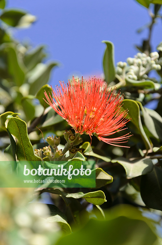 564026 - New Zealand Christmas tree (Metrosideros excelsa)