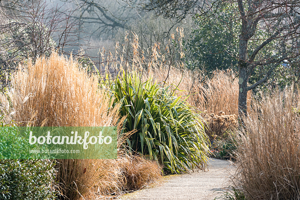 625293 - New Zealand flax (Phormium tenax 'Duet')