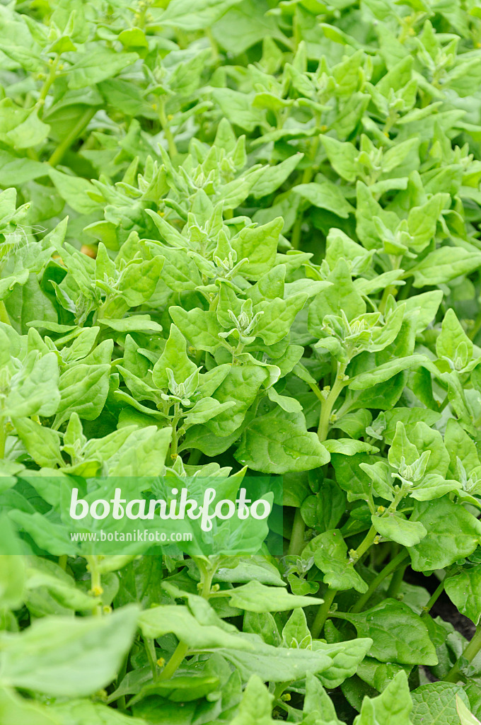 487251 - New Zealand spinach (Tetragonia tetragonioides)