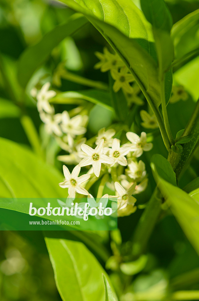 572085 - Night-blooming jasmine (Cestrum nocturnum syn. Cestrum suberosum)