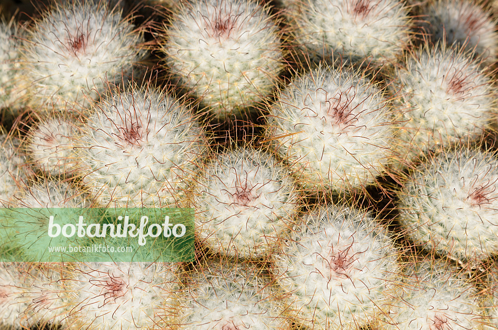 529082 - Nipple cactus (Mammillaria bombycina)