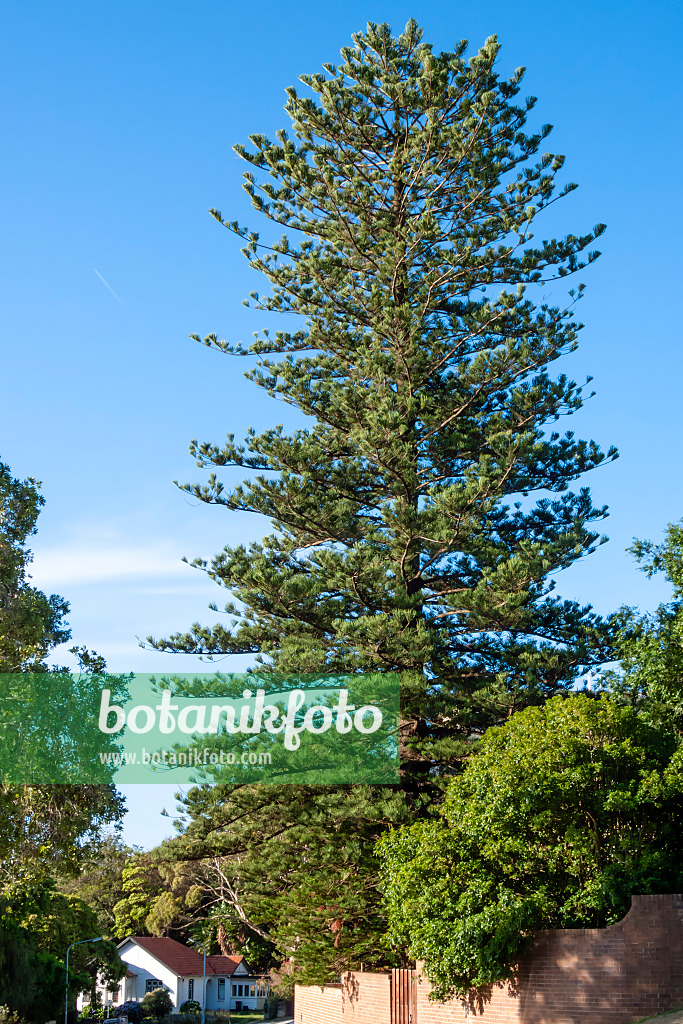 454181 - Norfolk Island pine (Araucaria heterophylla), Rose Bay, Sydney, Australia