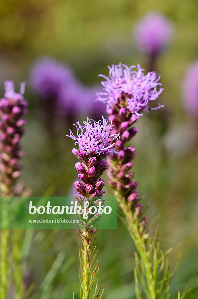 534288 - Northern blazing star (Liatris scariosa)