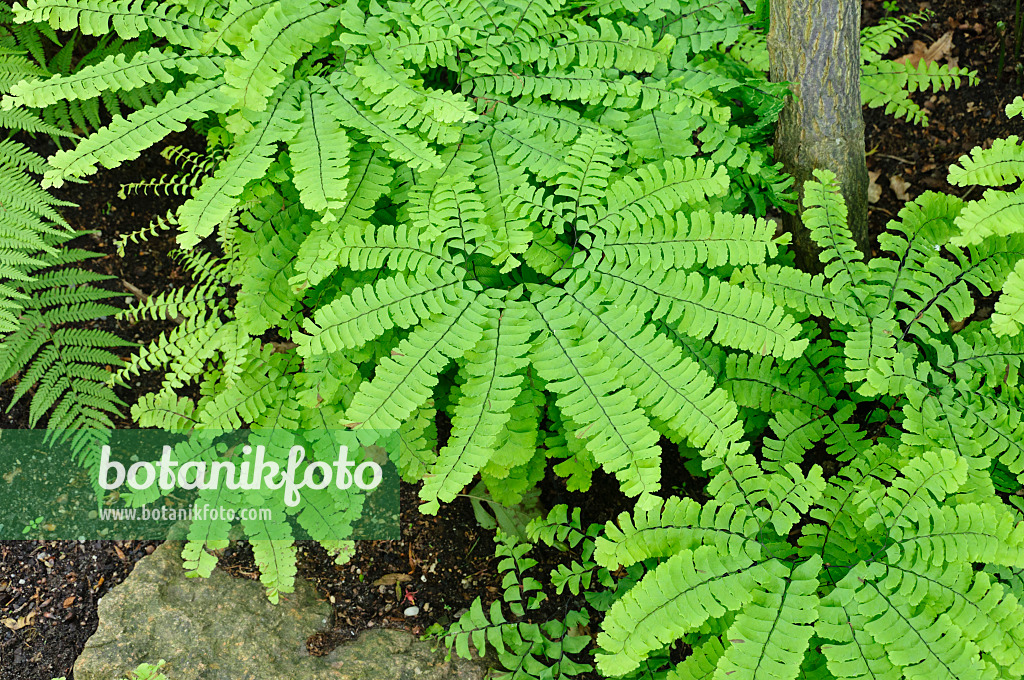 473005 - Northern maidenhair fern (Adiantum pedatum var. pedatum)