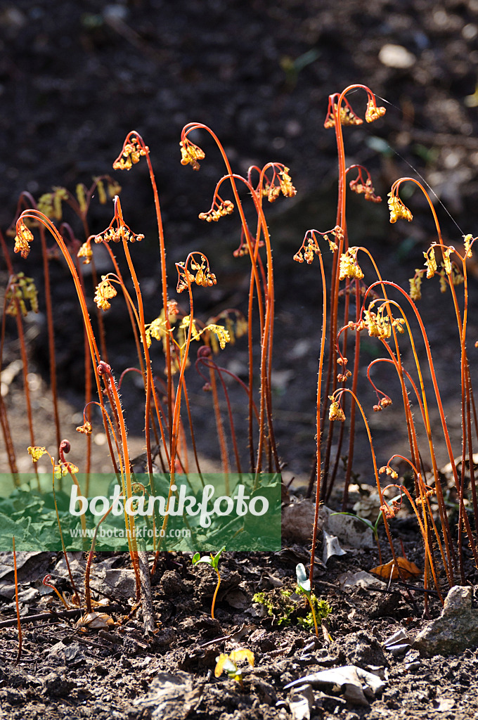 483187 - Northern maidenhair fern (Adiantum pedatum var. pedatum)