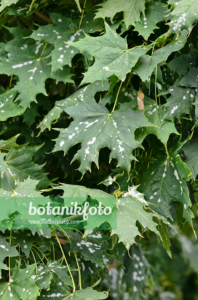 524059 - Norway maple (Acer platanoides) with mildew