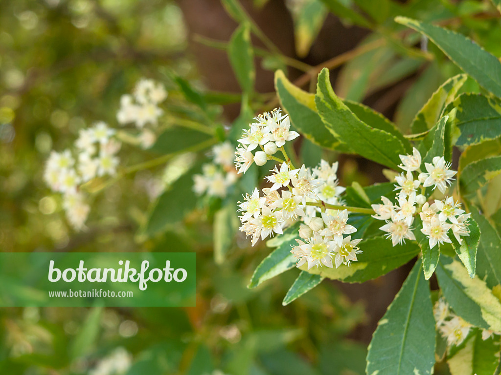 455322 - NSW Christmas bush (Ceratopetalum gummifera 'Christmas Snow')