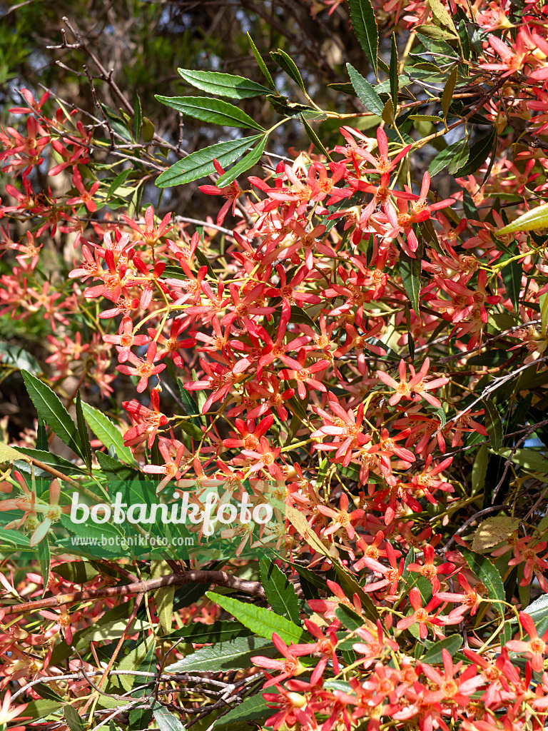 455387 - NSW Christmas bush (Ceratopetalum gummifera)