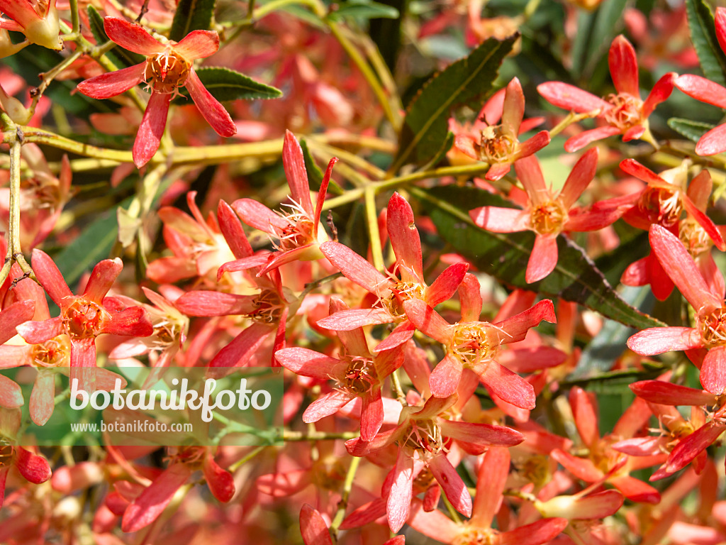 455388 - NSW Christmas bush (Ceratopetalum gummifera)