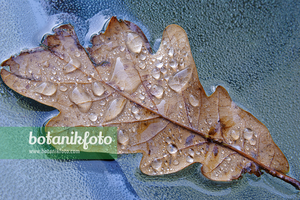 479046 - Oak leaf on a glass table