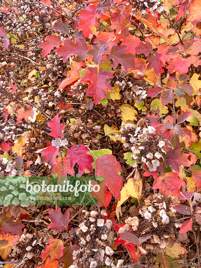 443165 - Oak-leaved hydrangea (Hydrangea quercifolia)