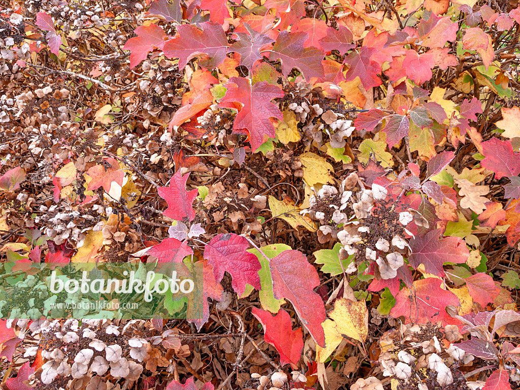 443166 - Oak-leaved hydrangea (Hydrangea quercifolia)